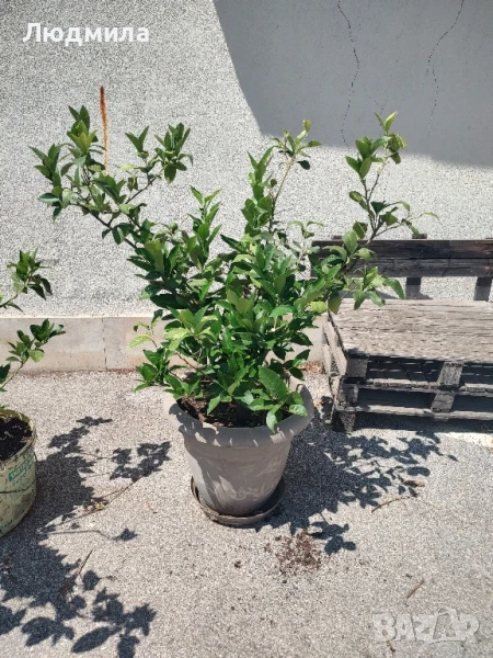 лимоново дърво , снимка 1