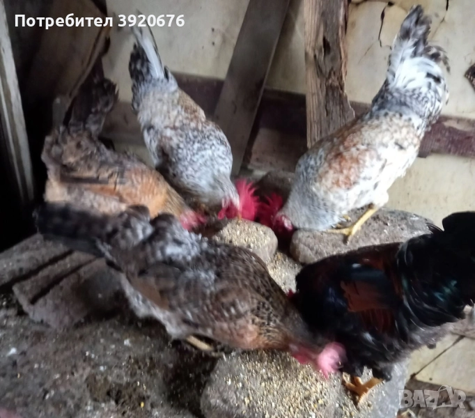 Продавам ПЕТЛИ, снимка 1