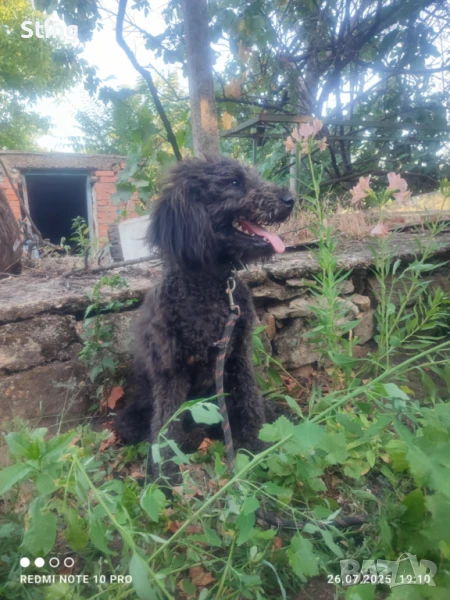 Женска на 7 месеца, снимка 1