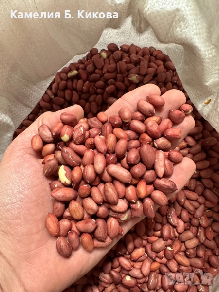 Български фъстъци реколта 2025, снимка 1