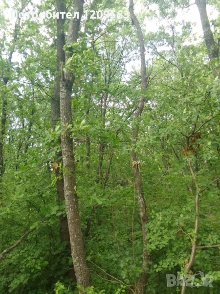 Фирма изкупува изсечени гори най добри цени, снимка 1