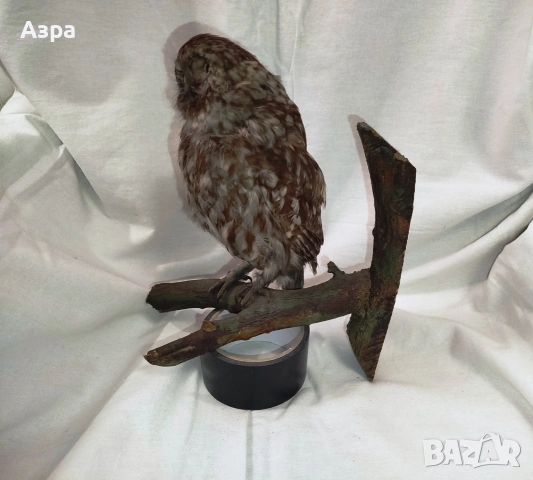 Препарирана сола (Бухал), снимка 4 - други­ - 53656912