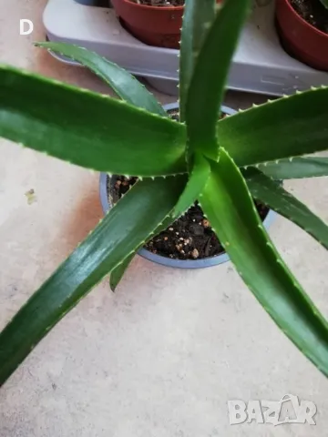 Алое Вера лечебно , снимка 6 - Стайни растения - 36575211