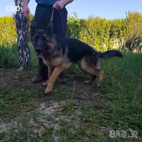 женска немска овчарка 