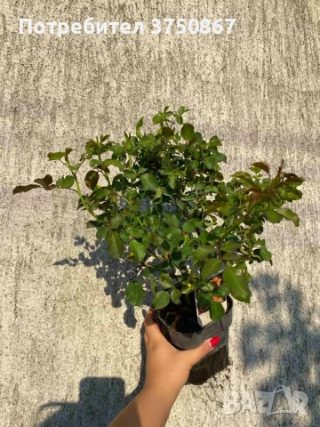 РОЗА 🌹Cubana ® Rose, снимка 6 - Градински цветя и растения - 51135625