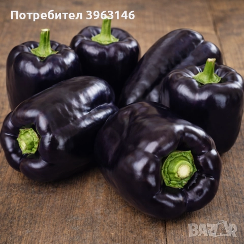 Семена за Стотинки, снимка 16 - Сортови семена и луковици - 52838410