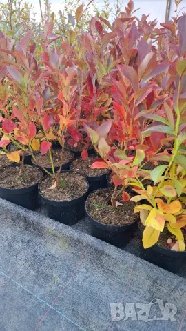 Американска боровинка в саксия , снимка 3 - Градински цветя и растения - 47743488