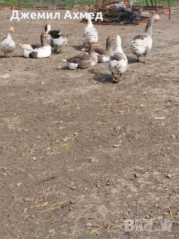 Гъски пилета ярки носачки, снимка 6 - Патици и гъски - 49831800