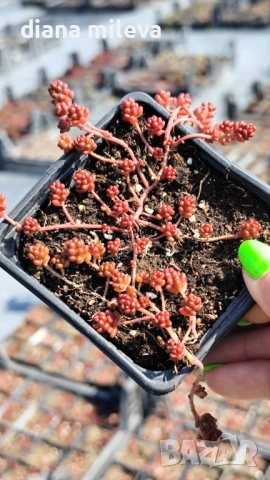 Седум Коралов килим, Sedum album Coral Carpet, снимка 11 - Градински цветя и растения - 53865678