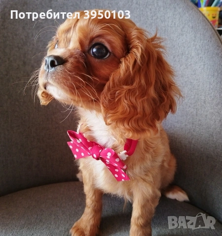 Кавалер Кинг Чарлз шпаньол, снимка 4 - Кавалер кинг чарлз шпаньол - 52918611