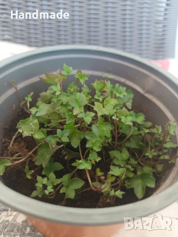 Стенна цимбалария / "  Око против уроки", снимка 3 - Градински цветя и растения - 53782107