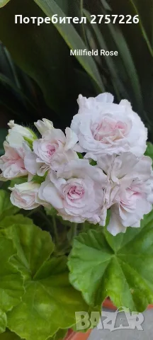Pelargonium Millfield rose 