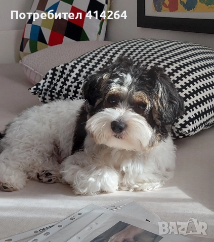 Прекрасен бивер търси приятелка