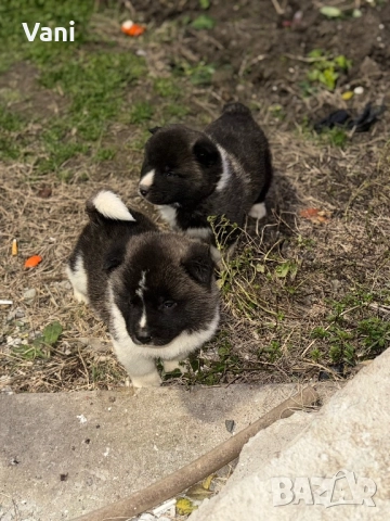 Америкаска акита мъжки и женски, снимка 3 - Акита - 52944490