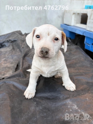 Чистокръвен Джак Ръсел, снимка 2 - Джак ръсел териер - 53807929