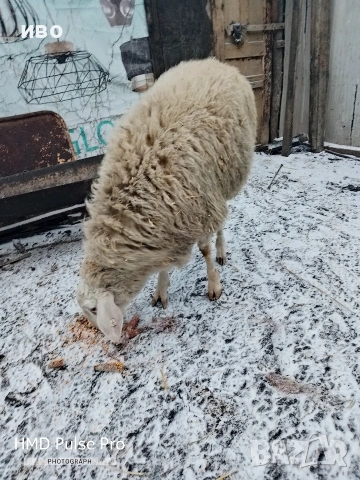 Овен , снимка 6 - Овце - 53306956