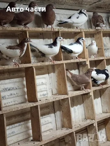 гълабите са за хвъркани от старите джинсове за информация на телефон 0895486622, снимка 11 - Гълъби - 48927741