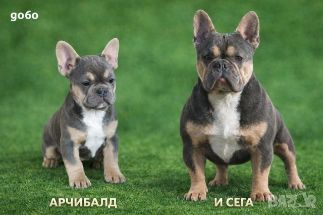 Мъжки френски булдог 