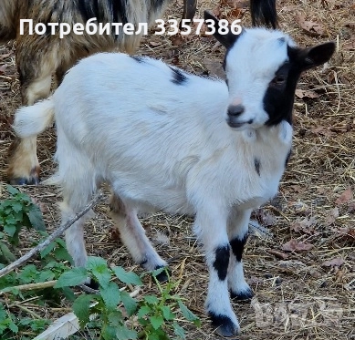 Продавам Декоративни Кози, снимка 5 - Кози - 52865396