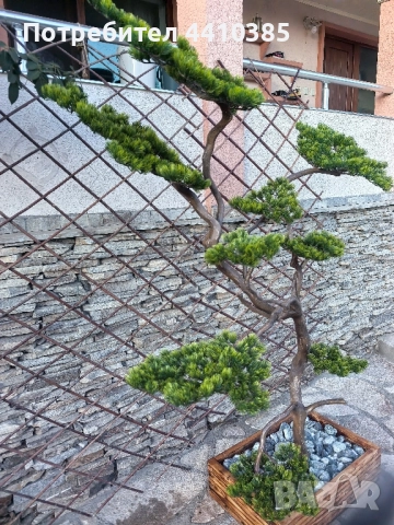 ръчно изработен бонсай Японски стил(уникат) , снимка 8 - Декорация за дома - 52833000