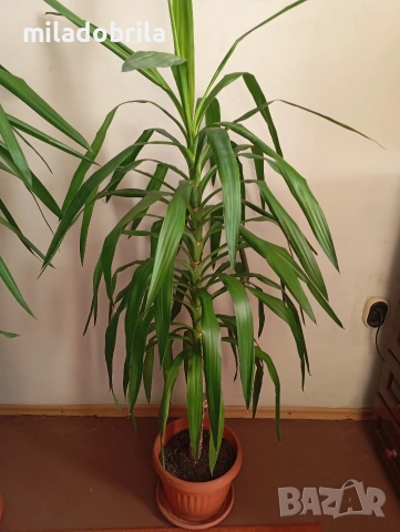 Юка стайна, снимка 2 - Стайни растения - 50234535