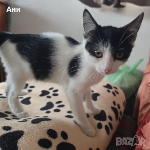 Коте на два месеца и половина, снимка 6 - Други - 56235749