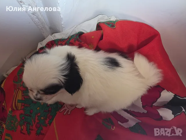 Японски хинчета