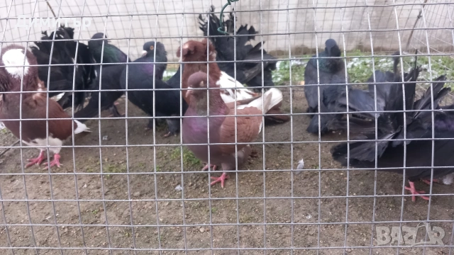 Продавам гълъбите от снимките , снимка 2 - Гълъби - 53144161