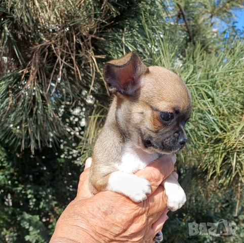 Чистокръвни чихуахуа , снимка 2 - Чихуахуа - 53837651