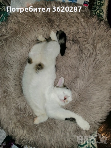 Търсят дом , снимка 3 - Други - 50969373