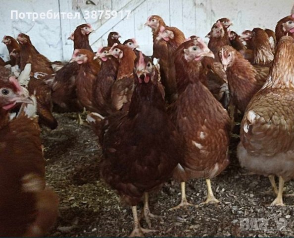 продавам ярки ломан Браун , снимка 2 - Кокошки и пуйки - 44457900