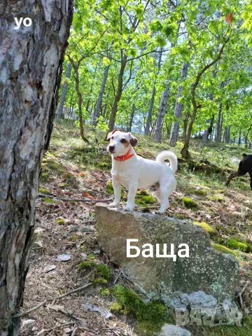 Джак Ръсел Териер , снимка 8 - Джак ръсел териер - 55772761