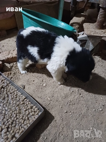 бок каракачанки, снимка 6 - Каракачанска овчарка - 52730293