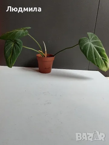 Филодендрон 'Глориозум Зебра' / Philodendron gloriosum zebra, снимка 4 - Стайни растения - 55607037