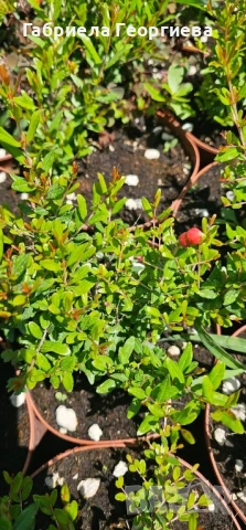 Мини Нар, снимка 4 - Градински цветя и растения - 50789089