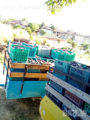 продавам грозде мерло и Каберне , снимка 8 - Домашни продукти - 56088041
