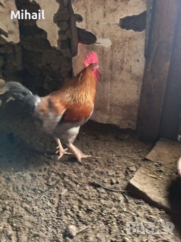 Продавам петли, снимка 3 - Кокошки и пуйки - 53222117