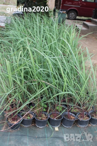 Лимонева трева - Разсад, снимка 4 - Разсади - 52045325