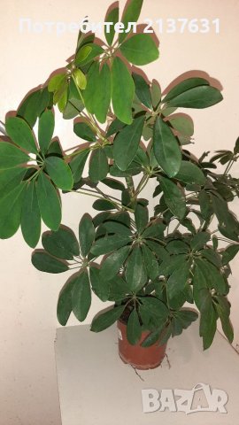 ШЕФЛЕРА , снимка 1