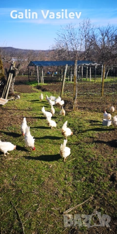 оплодени яйца от БЯЛ ЛЕГХОРН, снимка 2 - Кокошки и пуйки - 53174499