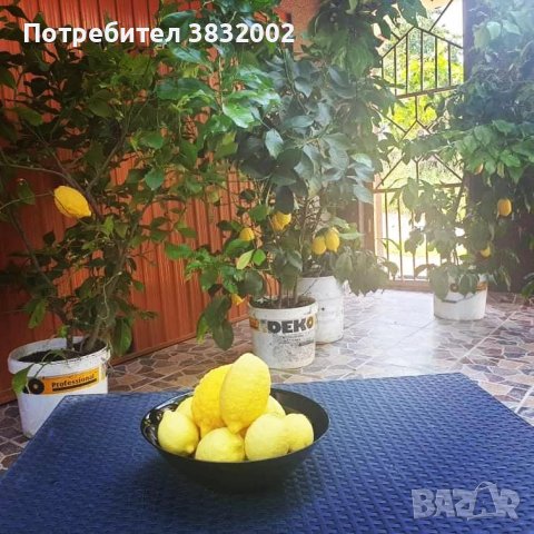 Лимонени фиданки, снимка 6 - Градински цветя и растения - 42249409