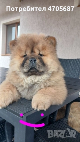 Продавам Чау чау, снимка 3 - Чау Чау - 53458577