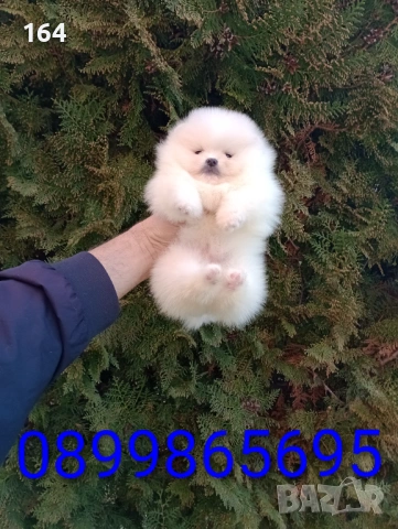 Померани. Момче и момиче. Снимки от 09.03.26 г. , снимка 3 - Померан - 53768049