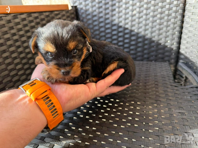 Йоркширски териер актуално от 20.01.2026