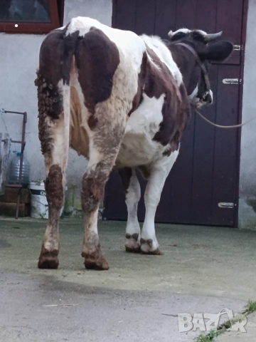 Продавам бременни юници , снимка 7 - Крави - 52893451