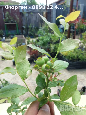 Боровинка - Разсад и замразен плод, снимка 8 - Разсади - 35693886