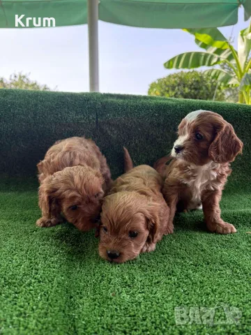 Cavapoo  Кавапу