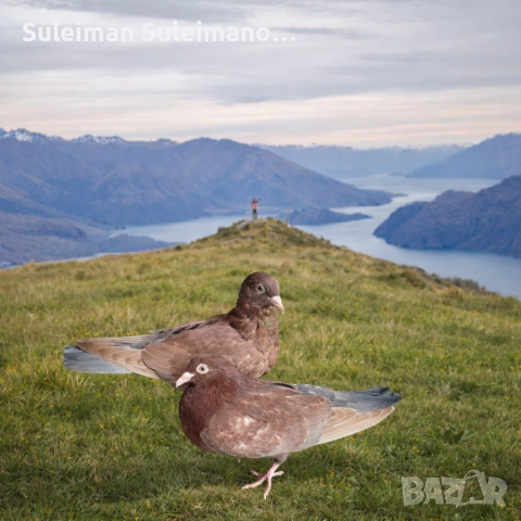 Свободни млади гълъби на въртене 40 лв