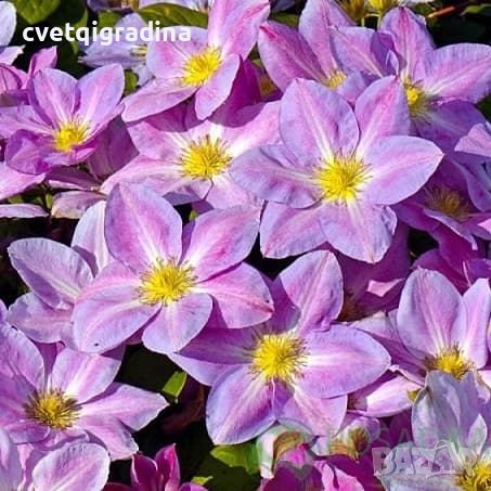 Clematis Change of Heart(Клематис Промяна в сърцето), снимка 2 - Градински цветя и растения - 41412046