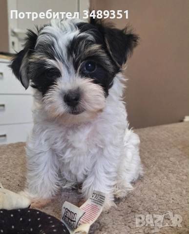 Йоркширски териер 